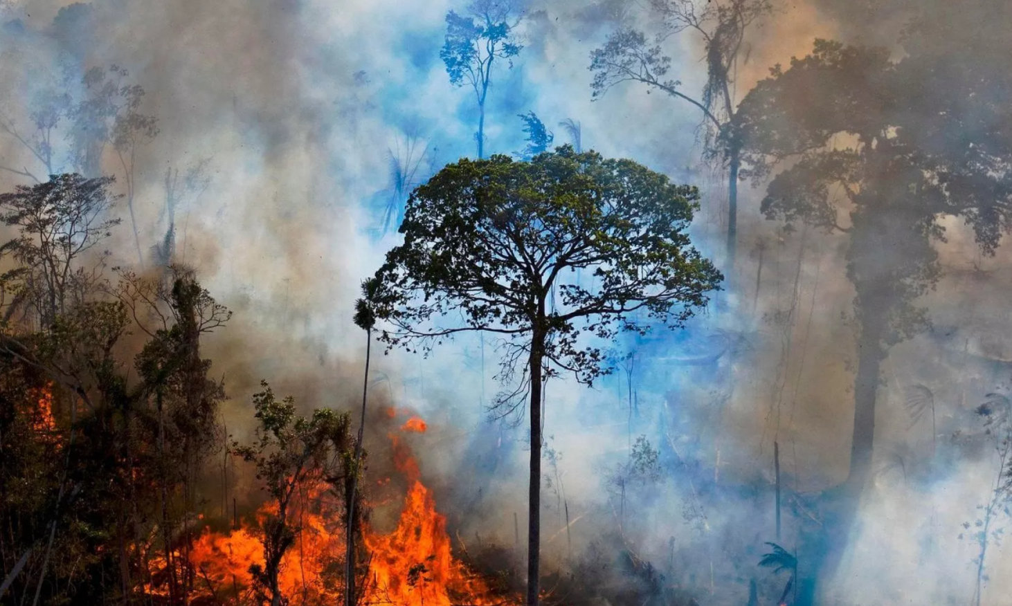 2020 anno nero non solo Covid: devastati 8.500 chilometri quadrati di foreste