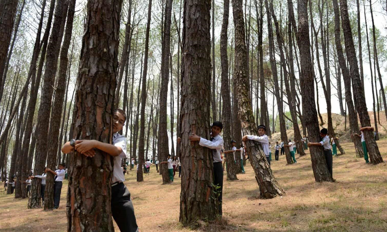 Lo sradicamento degli alberi e del nostro abitare